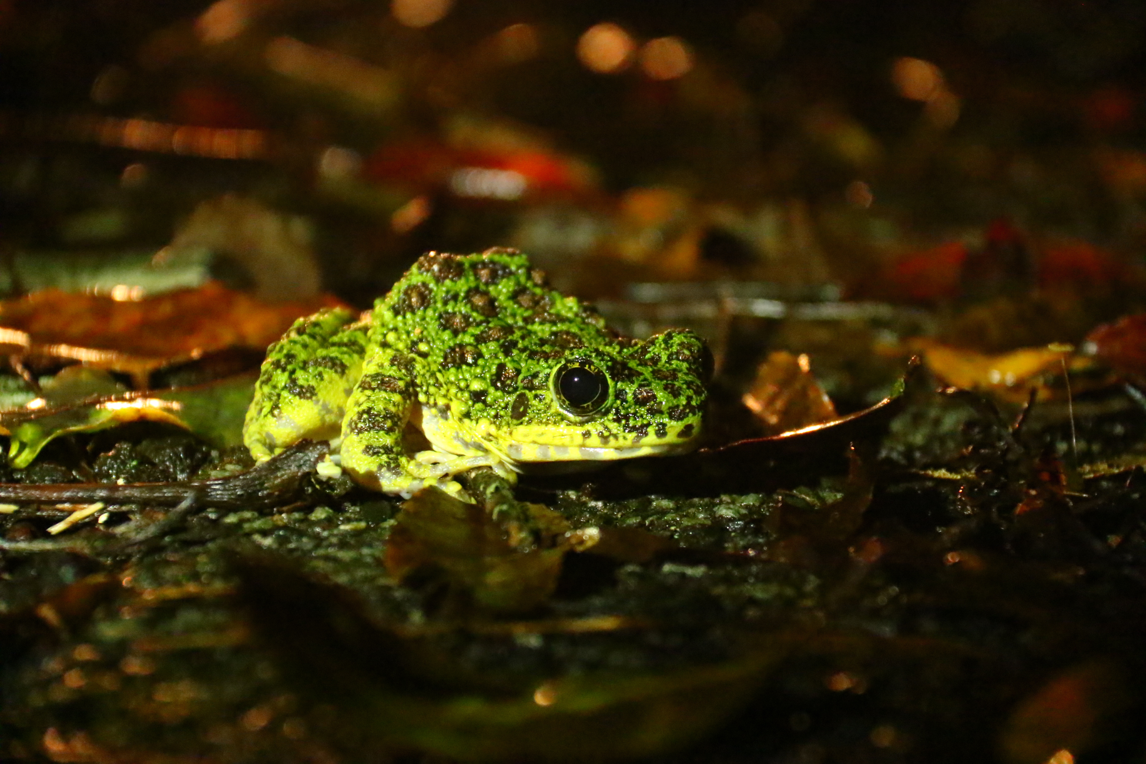 アマミイシカワガエル
