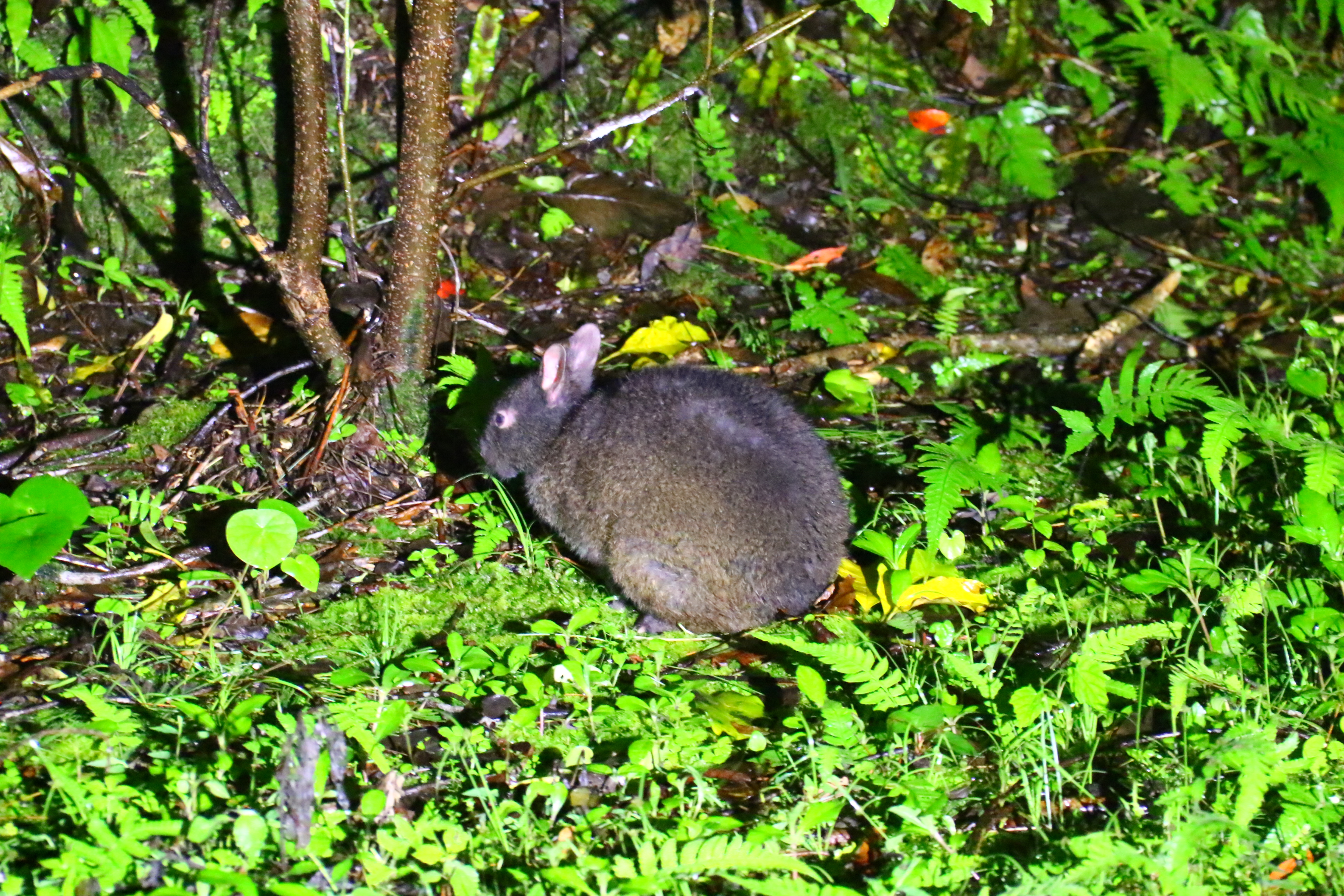 アマミノクロウサギ
